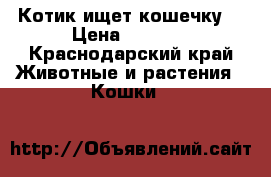 Котик ищет кошечку! › Цена ­ 1 000 - Краснодарский край Животные и растения » Кошки   